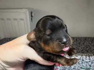 Yorkiepoo dogs Gorgeous litter of yorkipoos - Advert 3