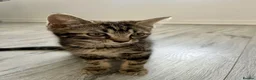 Mixed Breed cats for sale: Beautiful tabby boy 💛 - Advert 4