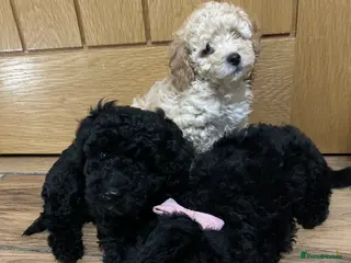 Toy Poodle dogs Toy poodle puppies - Advert 2