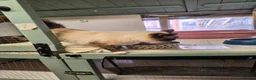 Birman cats for sale: Four Birchilla’s available . Birman-chinchilla! - Advert 4