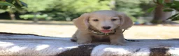 Miniature Dachshund dogs for sale: EXCEPTIONAL KC CREAM & BLACK/CREAM PUPPIES  - Advert 16