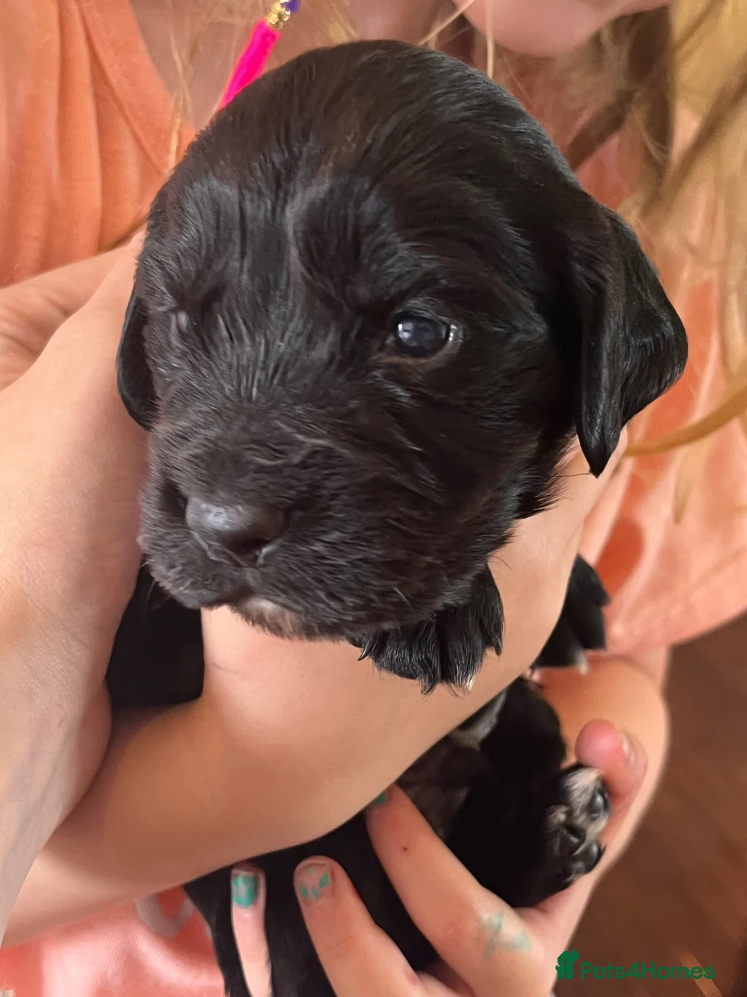 Cocker Spaniel dogs for sale: Working cocker spaniel puppies  - Advert 6