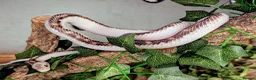 Snake reptiles for sale: Female black rat snake white sided - Advert 2