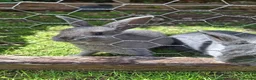 Mixed Breed rabbits for sale: English lop x rex  - Advert 2