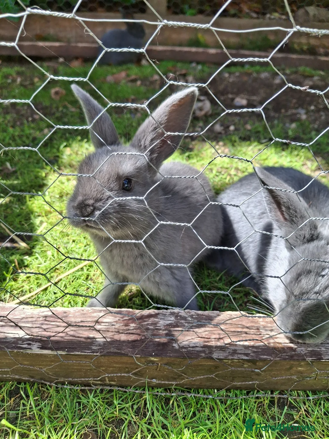 Mixed Breed rabbits for sale: English lop x rex  - Advert 2
