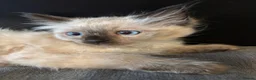 Ragdoll cats for sale: Stunning ragdoll kittens ready now  - Advert 7