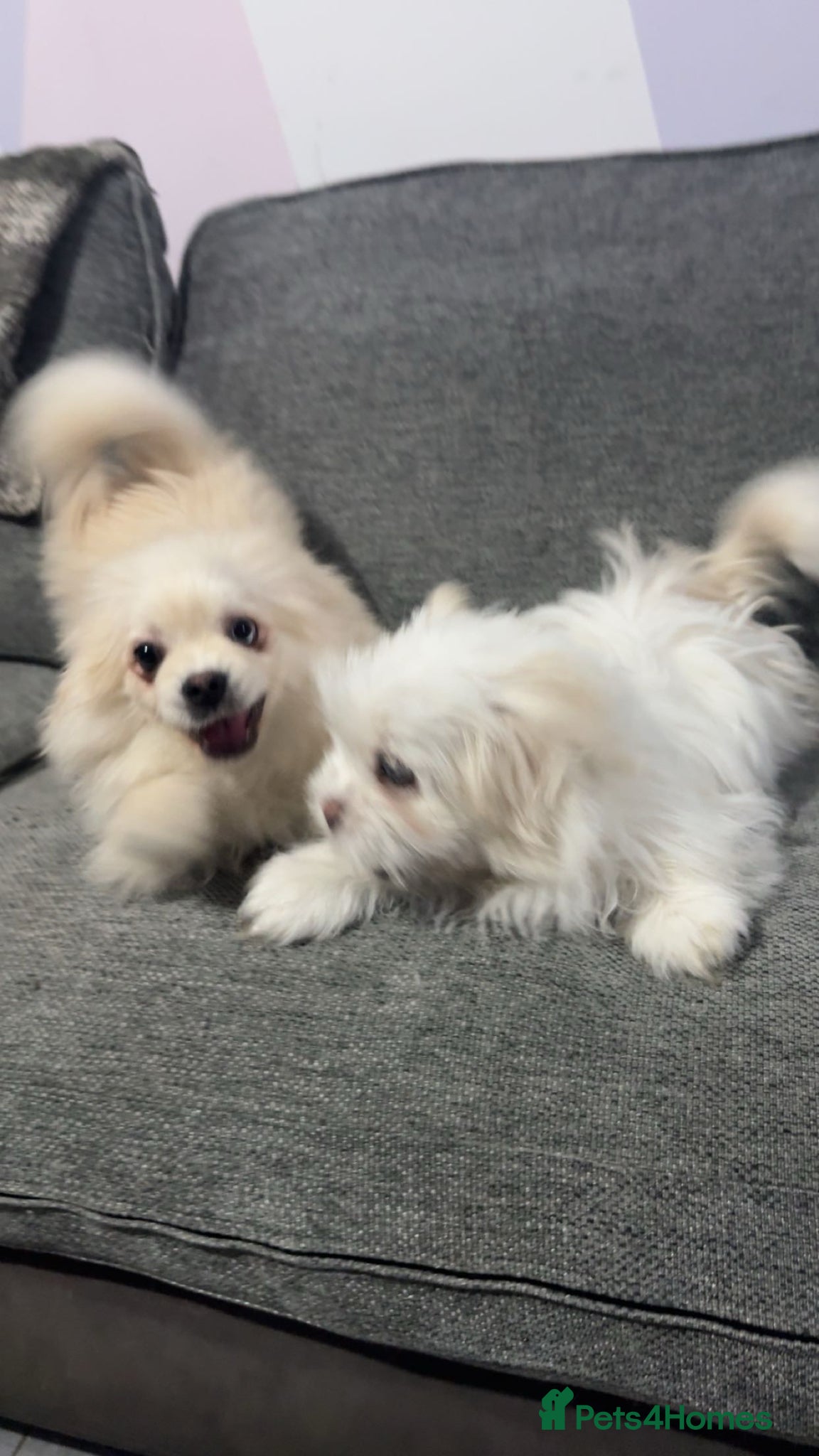 Mixed Breed dogs for sale: 🐶 3 Male Puppies Mix Shih Tzu x Pomeranian - Advert 1