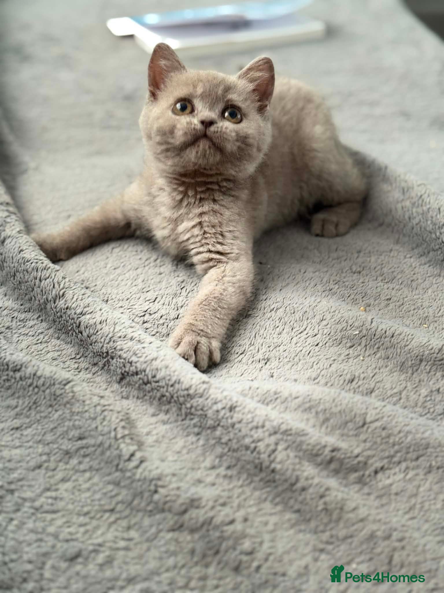 British Shorthair cats British shorthair kittens  - Advert 2