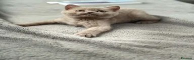 British Shorthair 5