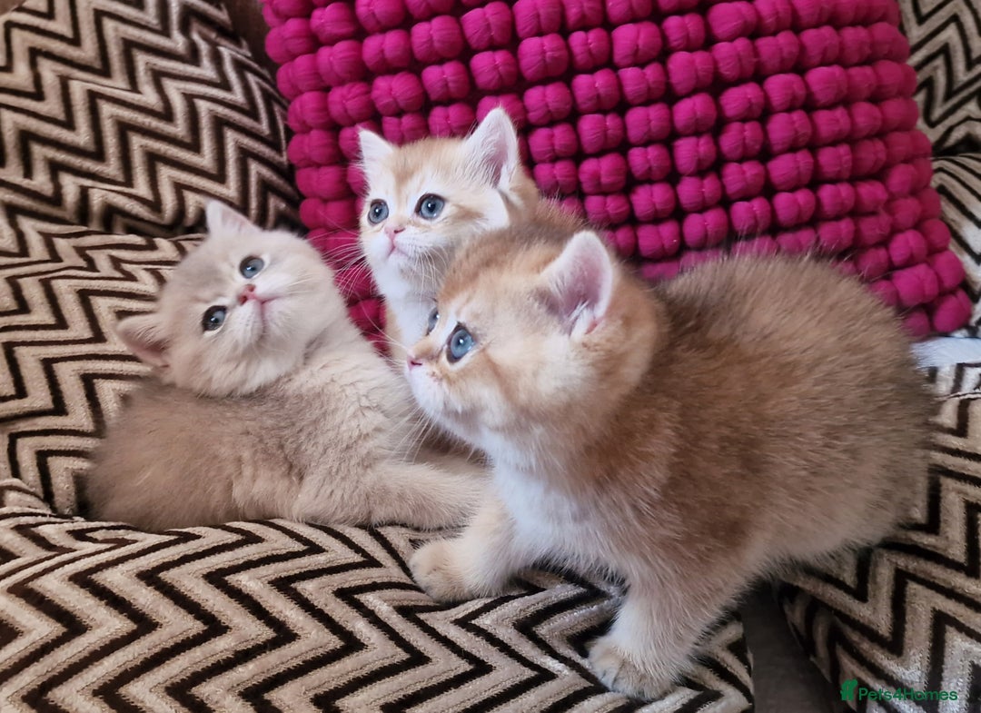 British Shorthair cats for sale: GOLDEN BRITISH SHORTHAIR KITTENS TICA  - Image 14