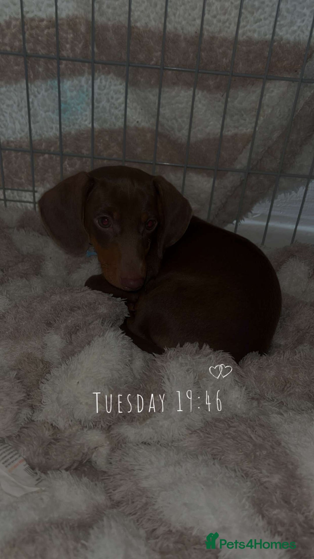 Miniature Dachshund dogs for sale: My name is rolo - Image 4