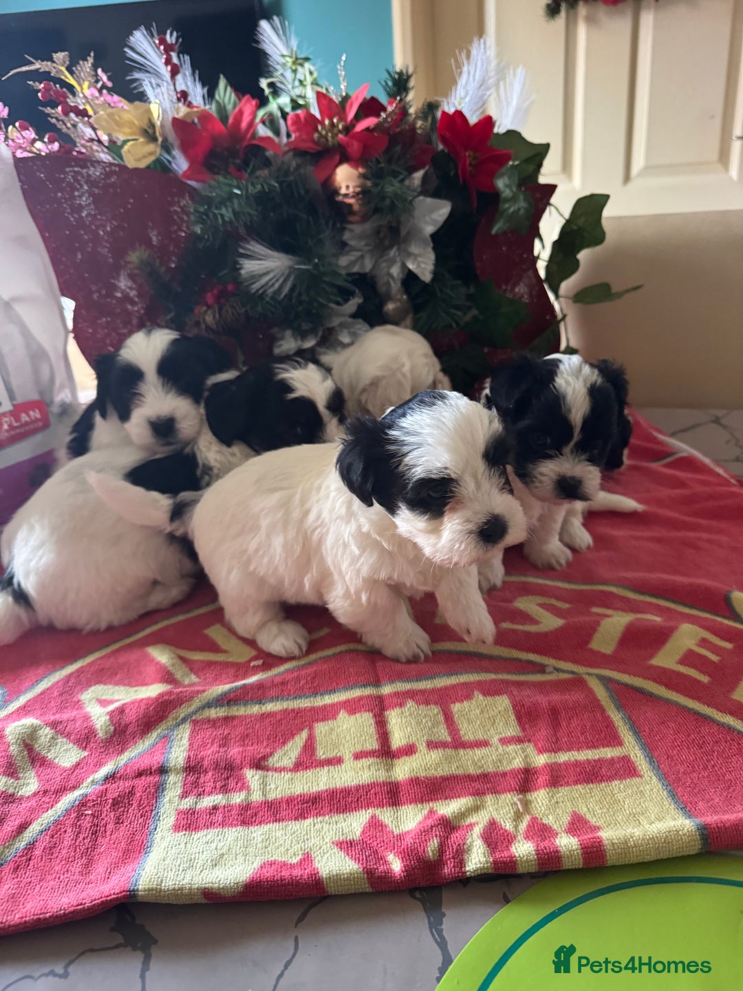 Bichon Frise dogs for sale: Bichon Frise X Bichon Havanez  - Image 21