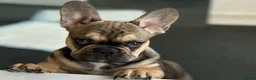 French Bulldog dogs for stud: French Bulldog Stud Available (fluffy carrier) in London - Advert 6