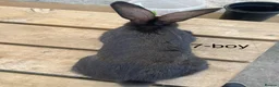 Continental Giant rabbits for sale: Beautiful pure bred continental giants - Advert 12