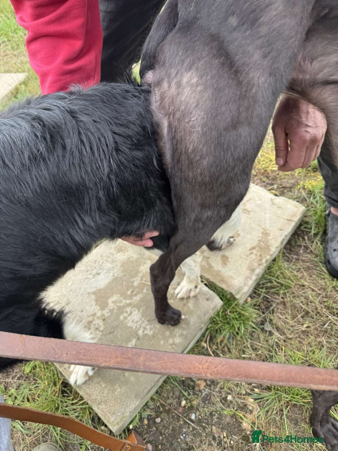 Lurcher dogs for sale: 2 LEFT!!! First cross Border collie x Greyhound - Advert 11