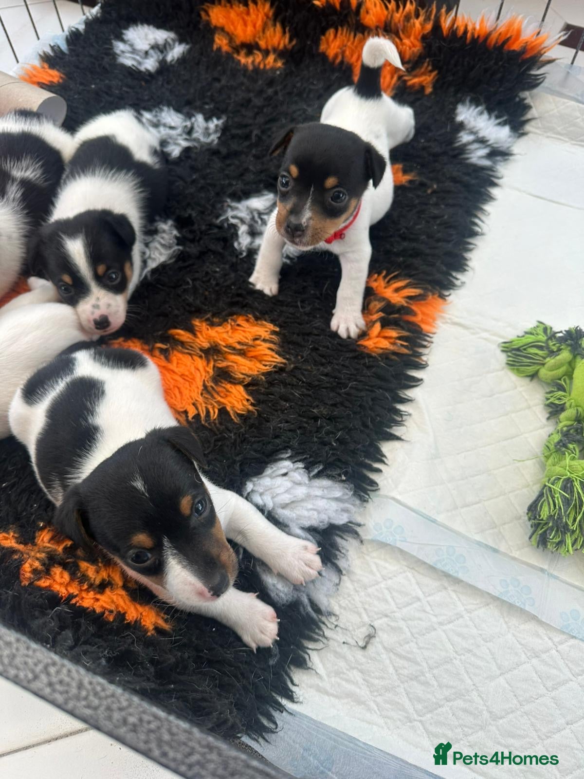 Jack Russell dogs for sale: Traditional Mini Jack Russells in Spilsby - Advert 3