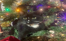 Mixed Breed cats for sale: Stunning little kittens  - Advert 1