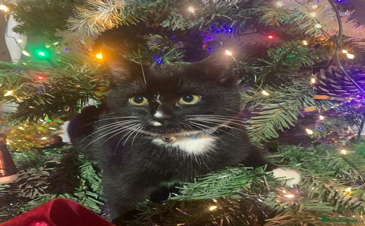 Mixed Breed cats Stunning little kittens  - Advert 1