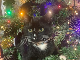 Mixed Breed cats Stunning little kittens - Advert 3