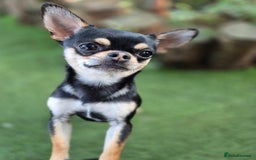 Chihuahua dogs for sale: Male Chihuahua  - Image 10