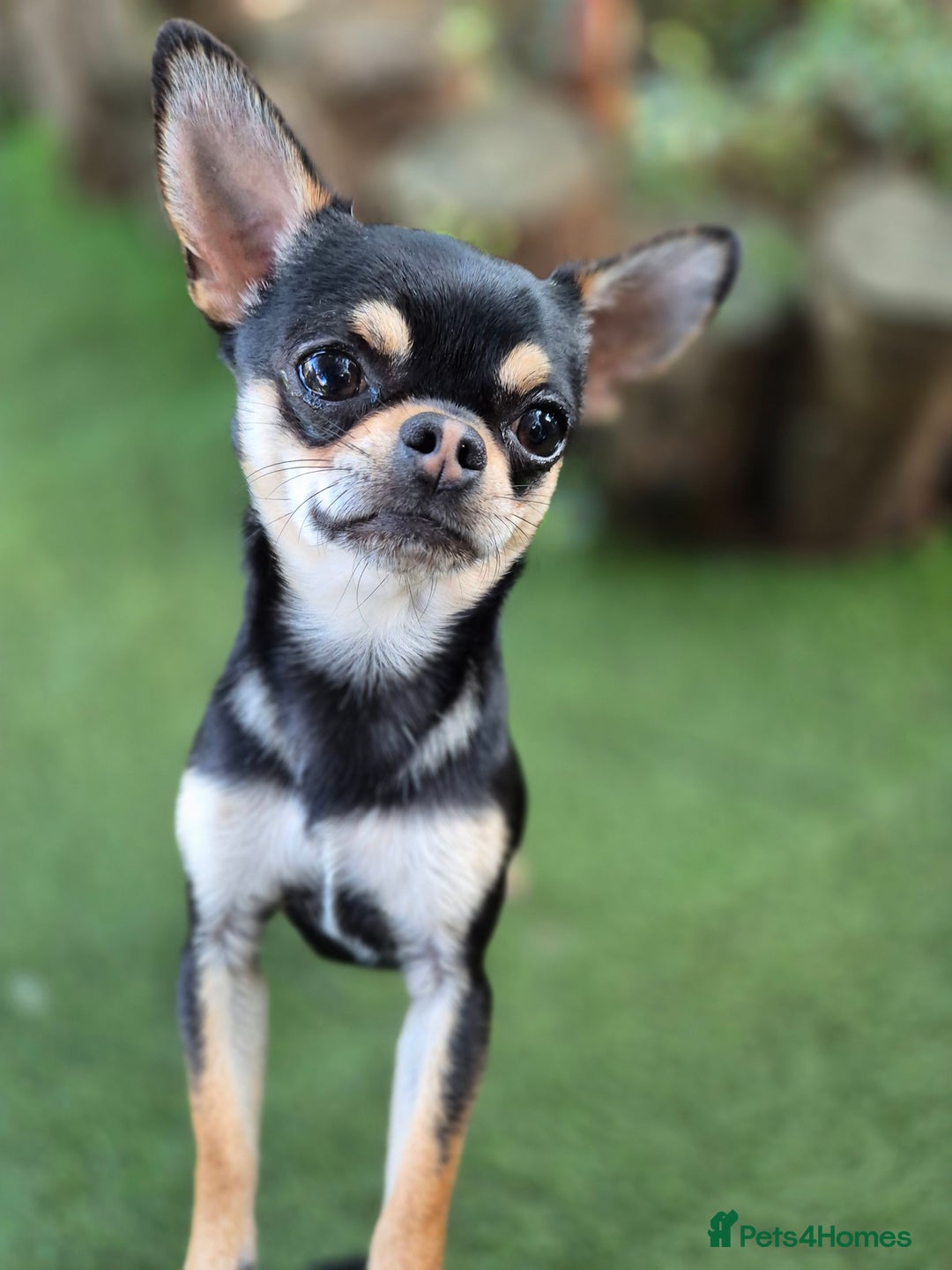 Chihuahua dogs for sale: Male Chihuahua  - Image 10
