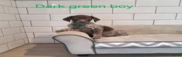 German Shorthaired Pointer dogs for sale: 🤎🤍 KC reg German Shorthaired Pointers 🤍🤎 - Advert 17