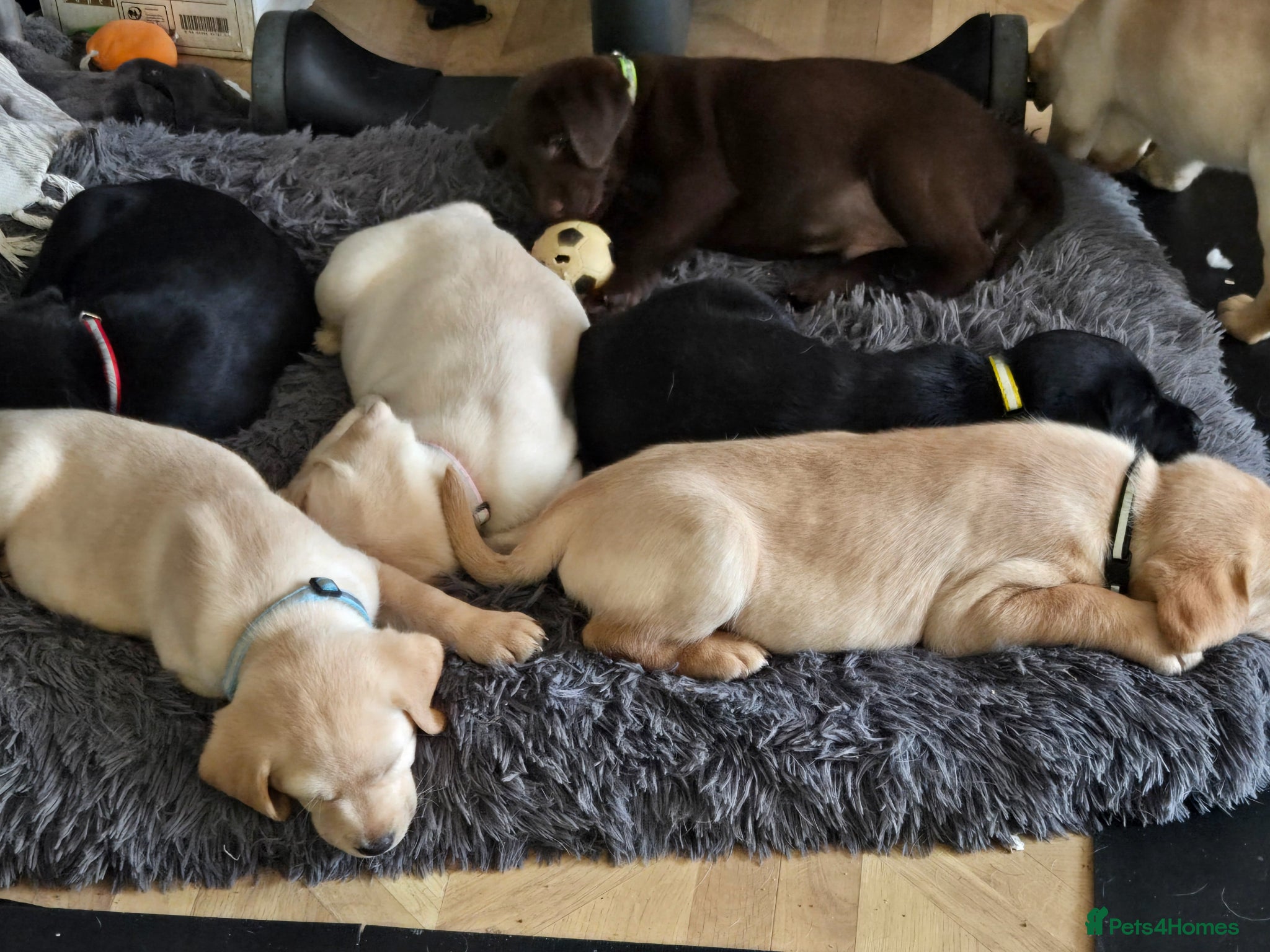 Labrador Retriever dogs 8 beautiful lab puppies  - Advert 16