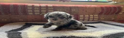 Cavalier King Charles Spaniel dogs for sale: Adorable Cavalier King Charles x Mini Poodle Pups - Advert 5