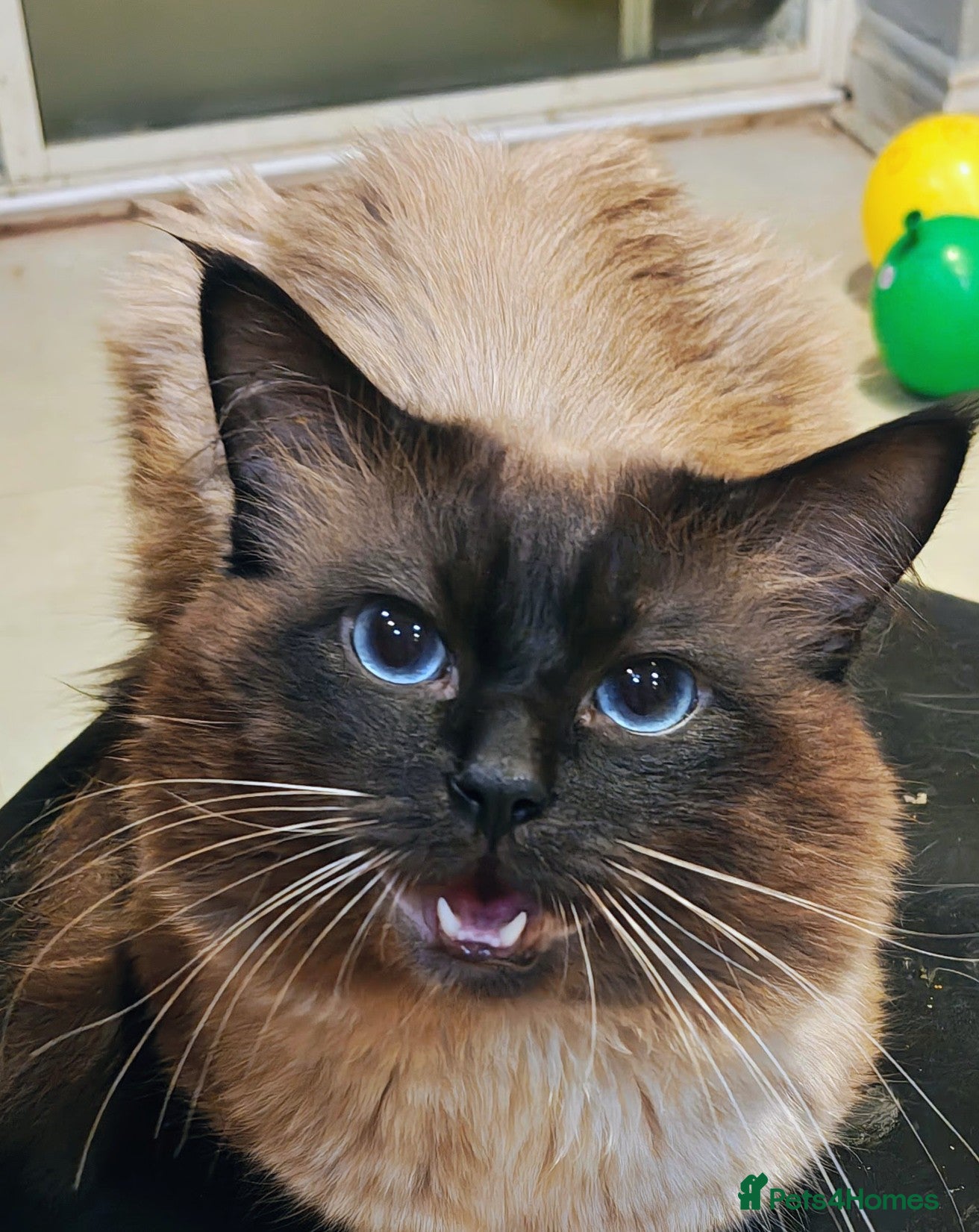 Ragdoll cats Beautiful cat - Advert 2