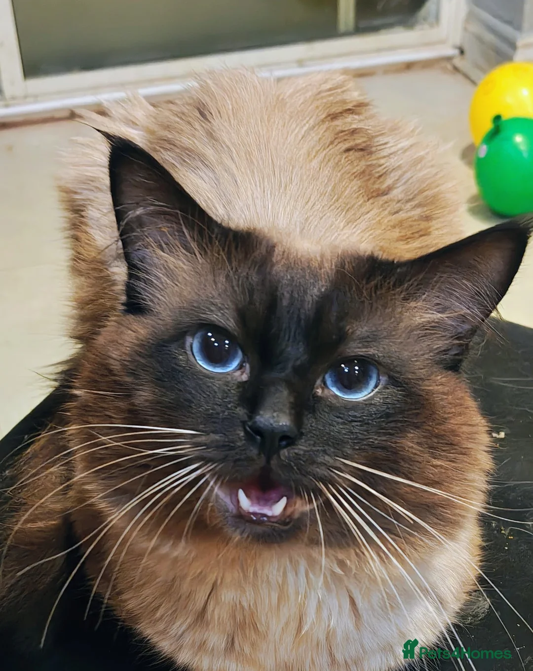 Ragdoll cats for sale: Beautiful cat - Advert 1