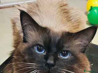 Ragdoll cats Beautiful cat - Advert 1