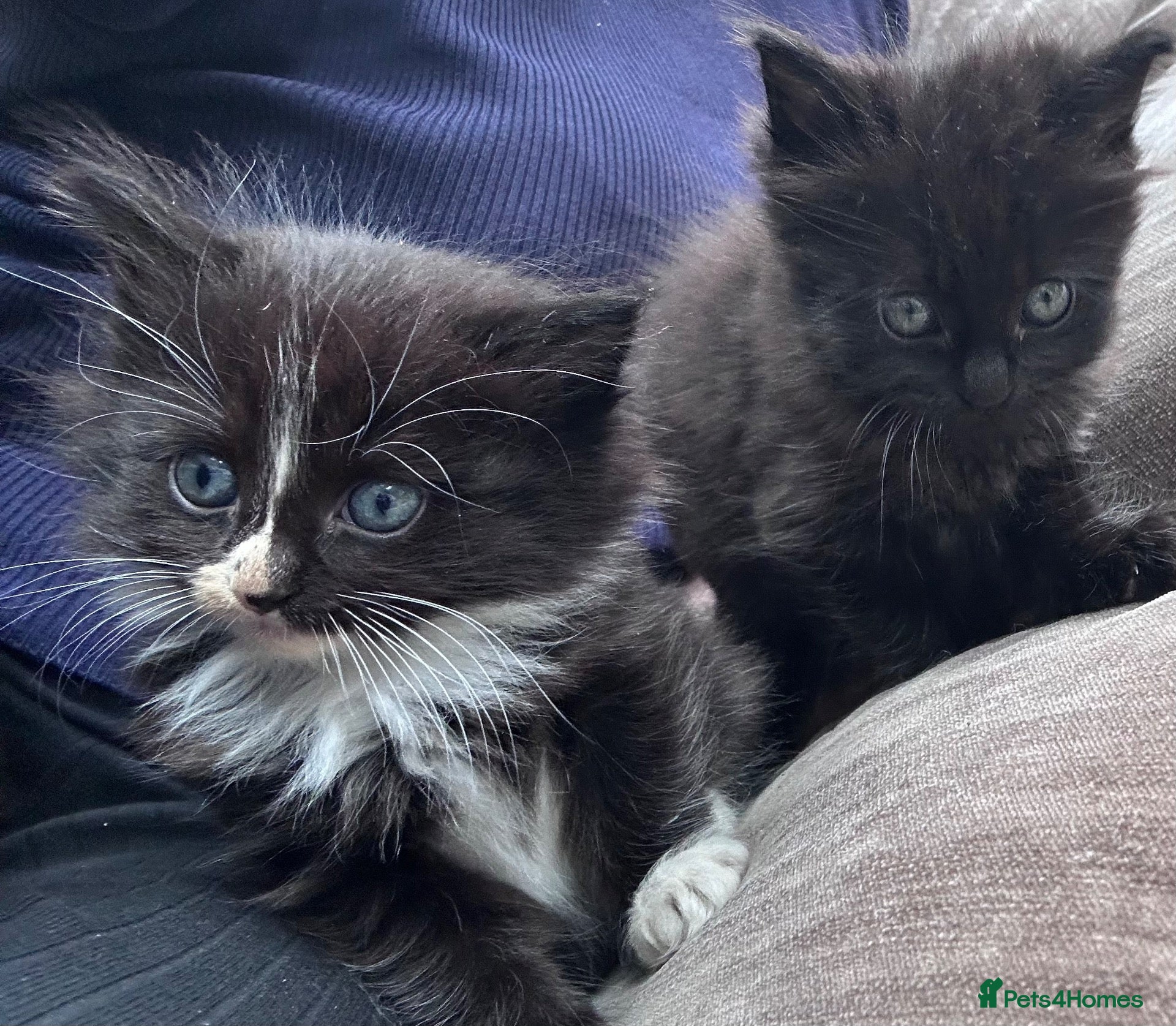 Ragdoll cats 2x left Ragdoll x British shorthair  - Advert 13