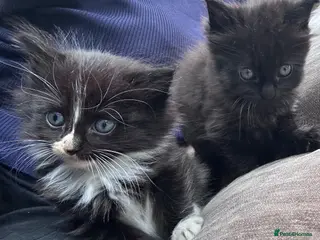 Ragdoll cats 2x left Ragdoll x British shorthair - Advert 13
