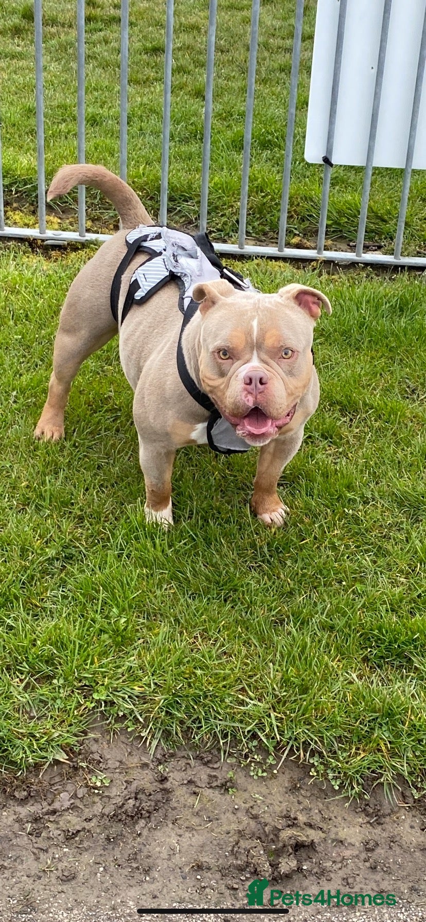 American Bully dogs Pocket bully Female - Advert 18