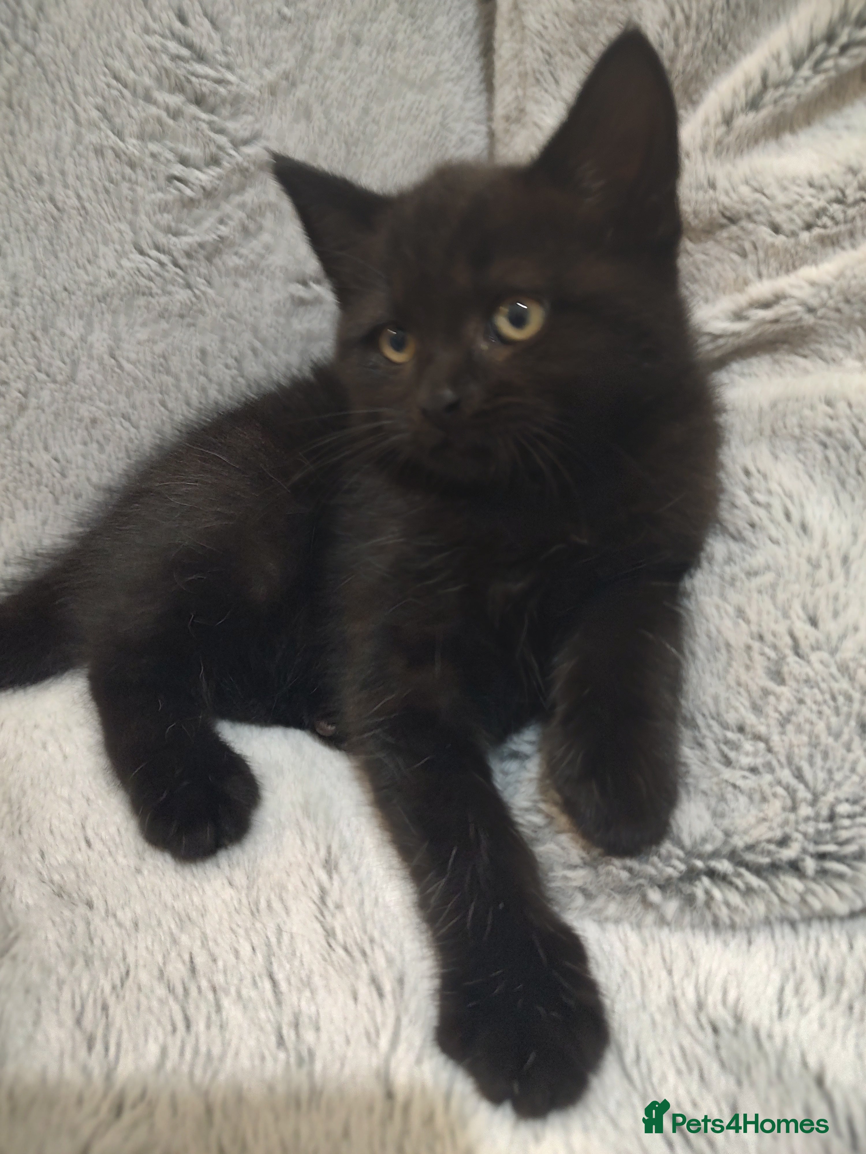 Mixed Breed cats Beautiful 2 litters of kittens available - Advert 2