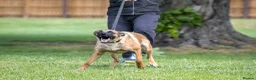 Belgian Shepherd Dog dogs for sale: KC registered Malinios bitch  - Advert 5