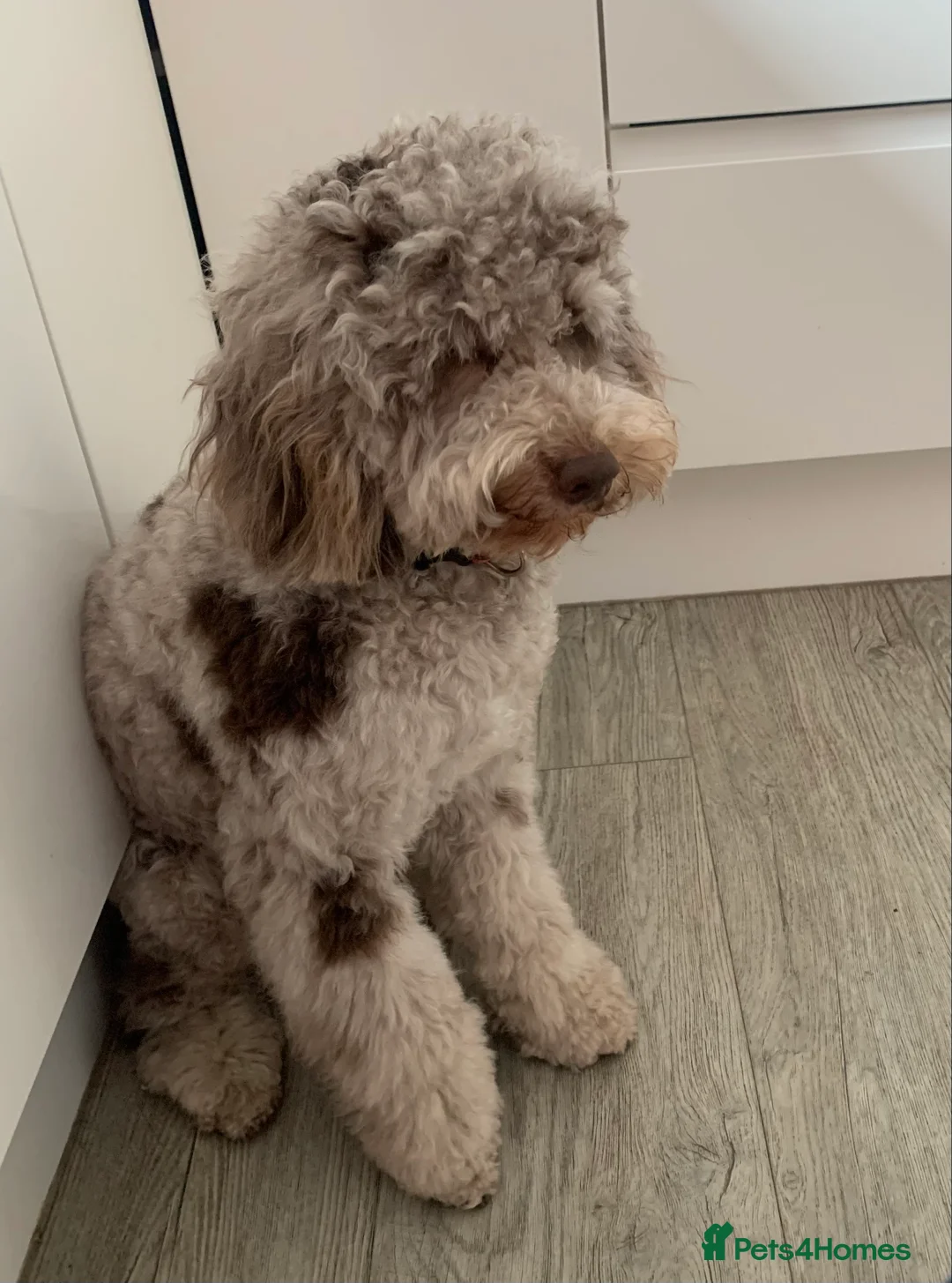 Cockapoo dogs for stud: PROVEN DNA tested Cockapoo Stud-Chocolate Merle in Stafford - Advert 6