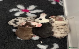 Australian Shepherd dogs for sale: Australian Shepherd Puppies - Image 5