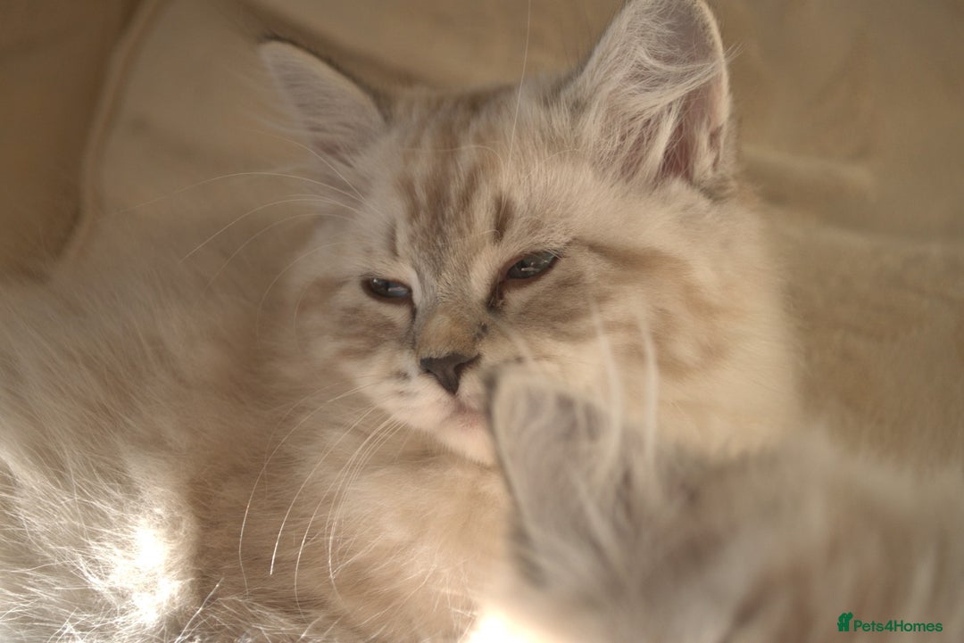 Siberian cats for sale: Litter "W" Neva Masquerade - Image 13