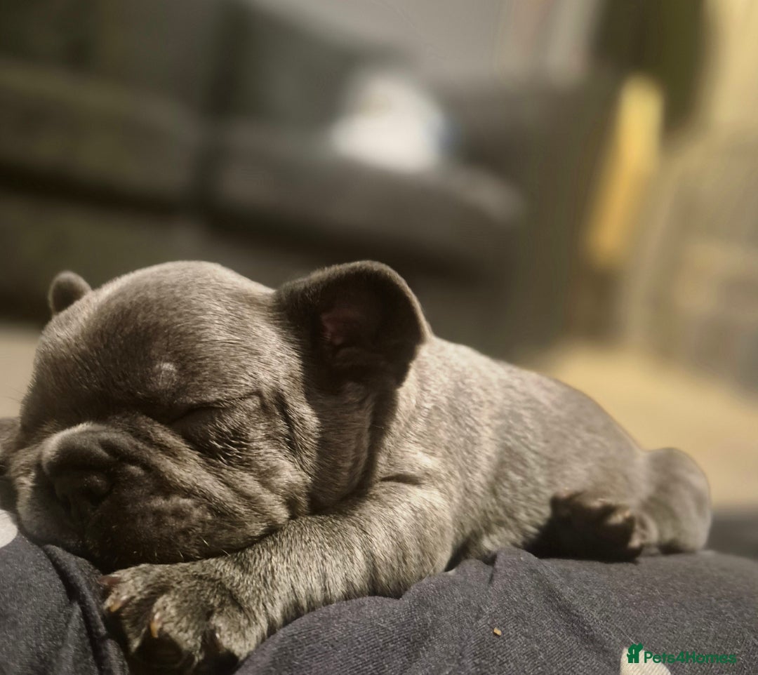 French Bulldog dogs for sale:  REDUCED ! 2 blue french bulldog boys for sale. - Advert 11