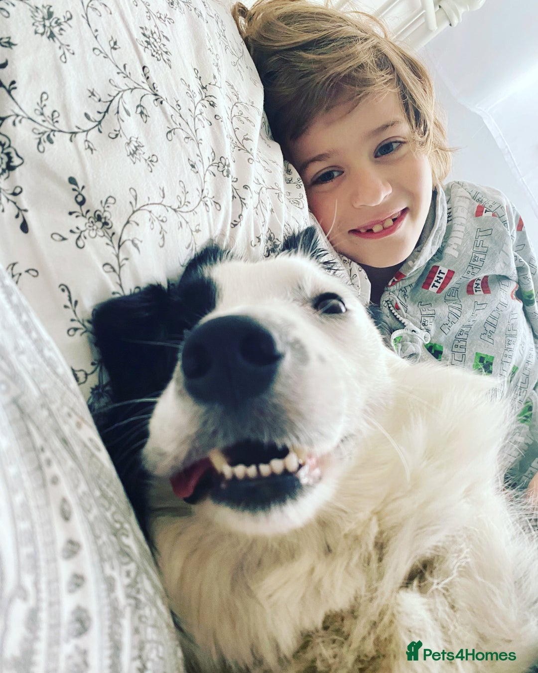 Border Collie dogs for sale: 5⭐️breeder KC DNA tested champions border collie  - Advert 31