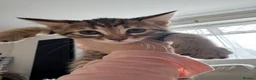 Bengal cats for sale: Bengal x  - Advert 18