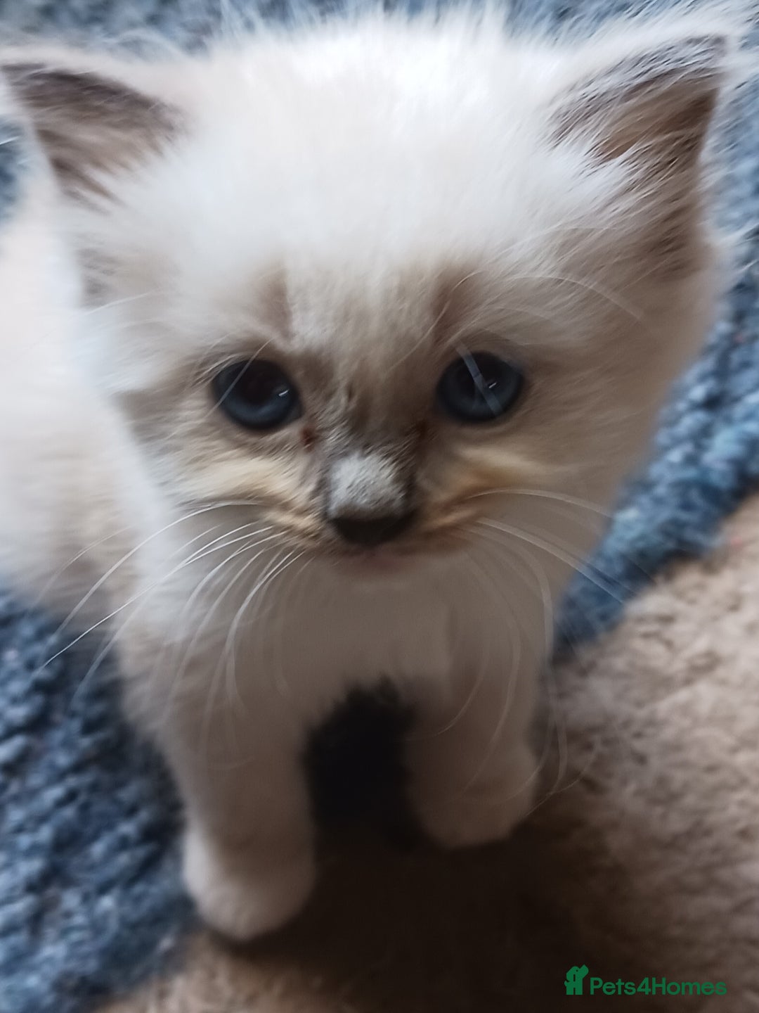 Ragdoll cats for sale: CUTE RAGDOLL KITTENS  - Image 17