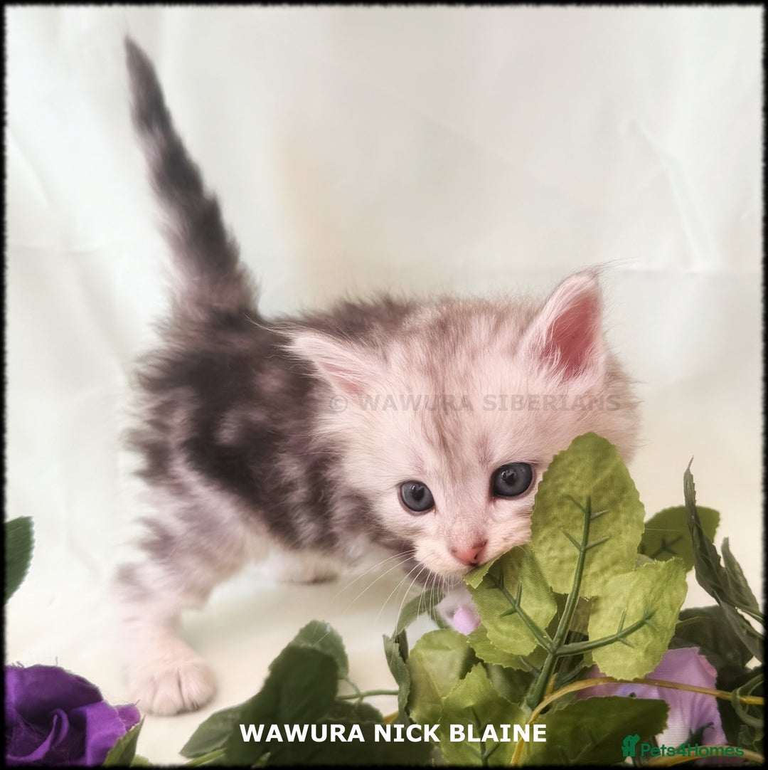 Siberian cats for sale: Siberian Kittens Available for Reservation!  - Image 10