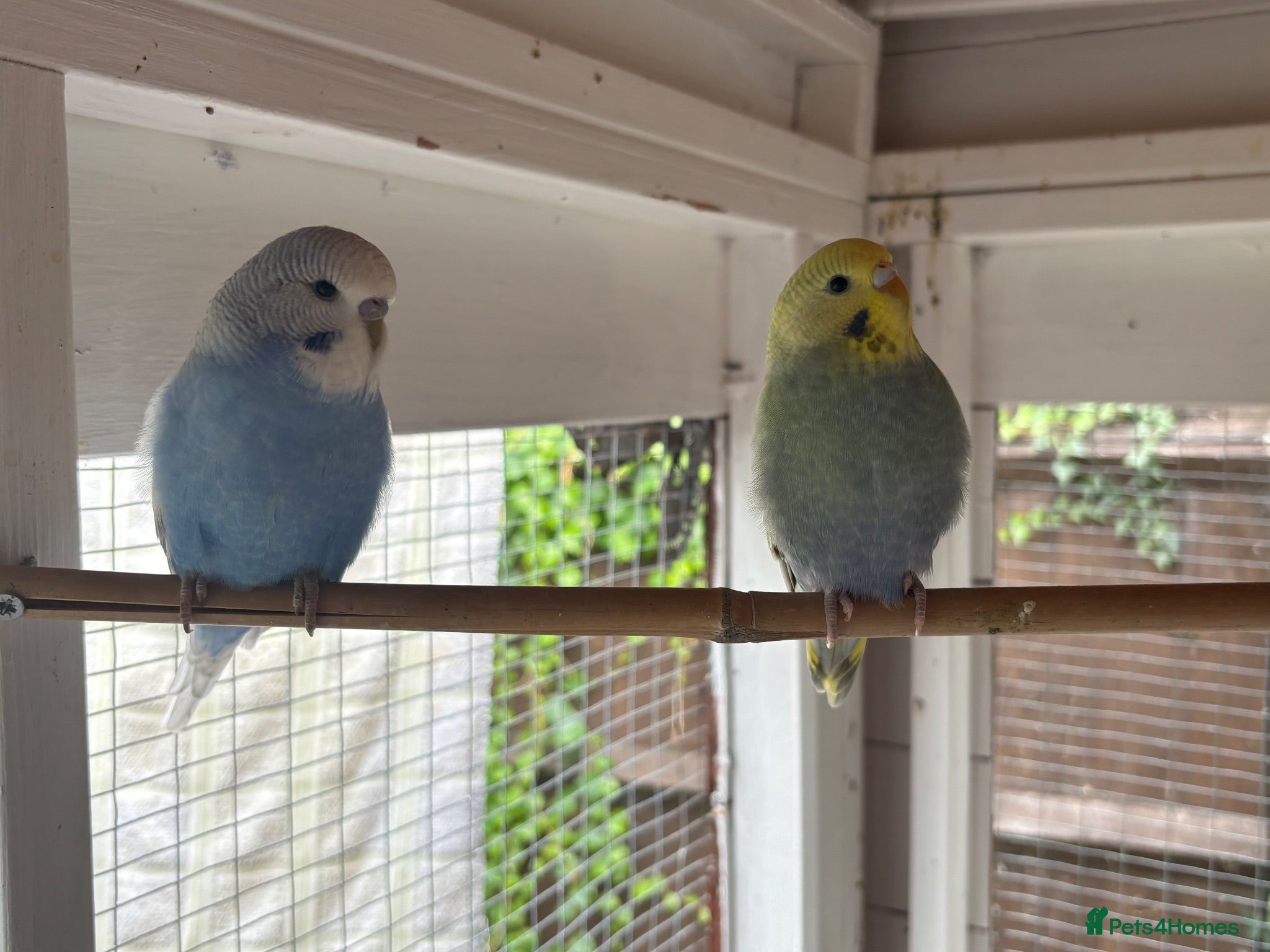 Budgerigars birds Baby and adult budgies  - Advert 6