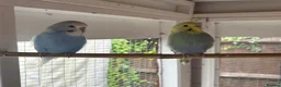 Budgerigars birds for sale: Baby and adult budgies  - Advert 1