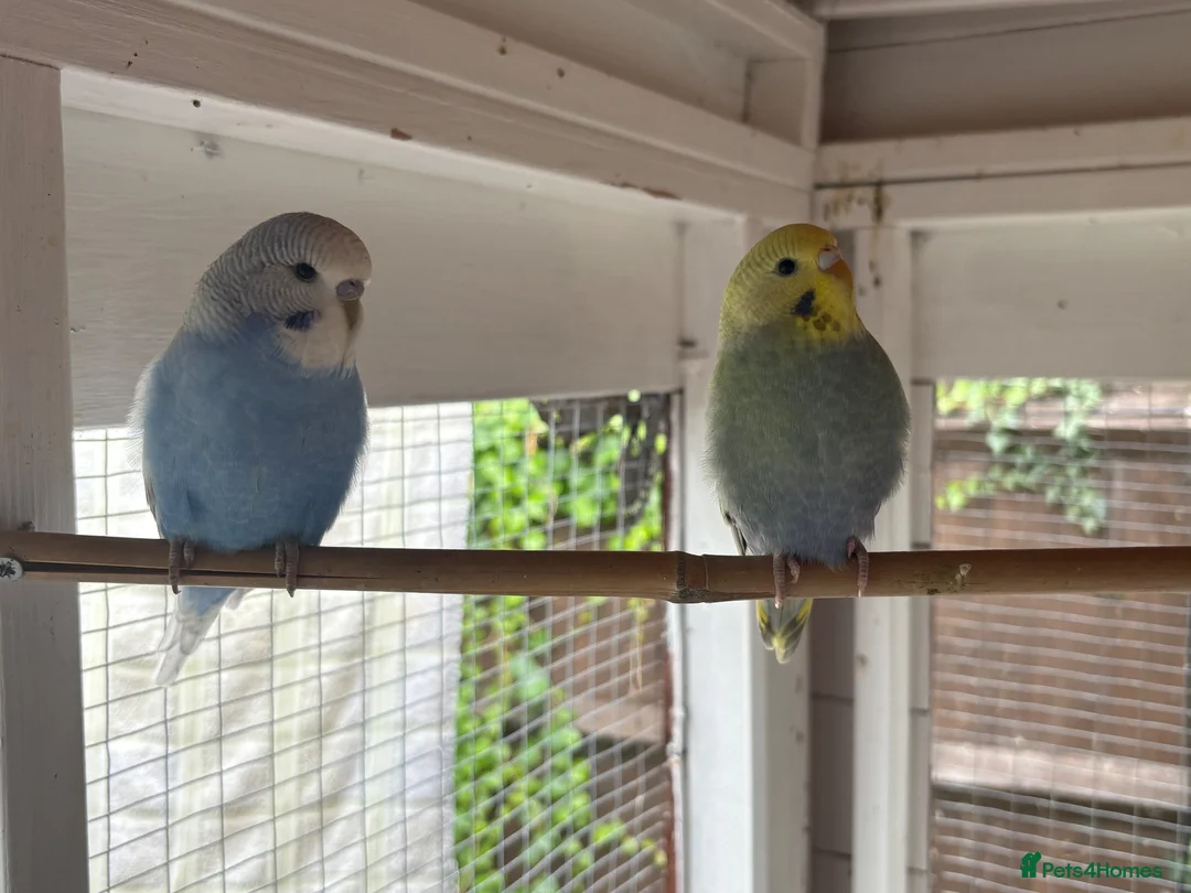 Budgerigars birds for sale: Baby and adult budgies  - Advert 1