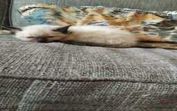 British Shorthair cats for sale: Beautiful kitten - Image 2