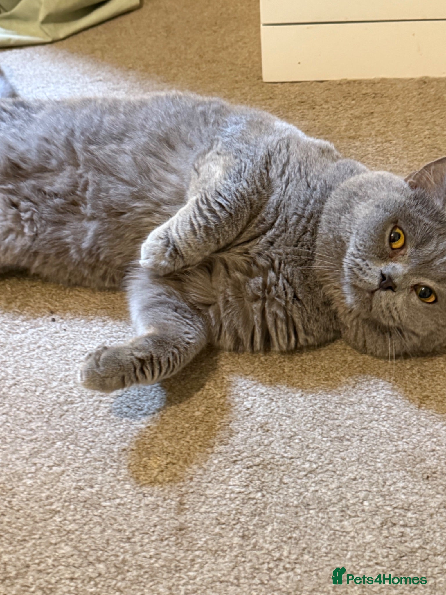 British Shorthair cats 🐾 GCCF Registered Blue British Shorthair Stud - Advert 12