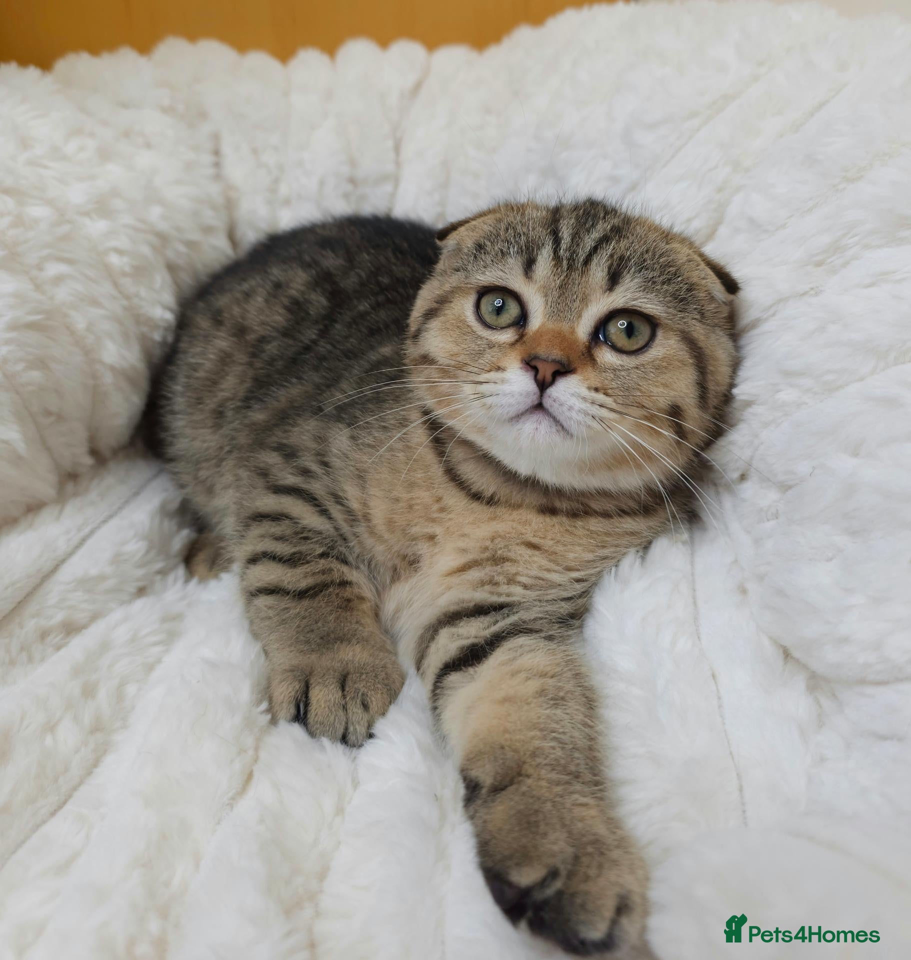 Scottish Fold cats Golden Tabby Kittens  - Advert 1